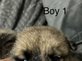 Chow x Belgian Malinois