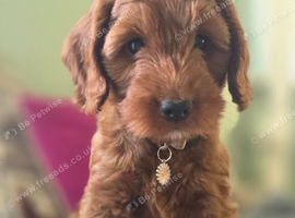 Red F1 female cockerpoo
