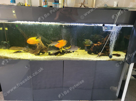 Large selection of xl fish