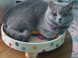 British Shorthair female kitten