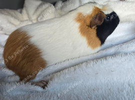 3 X Female Guinea pigs