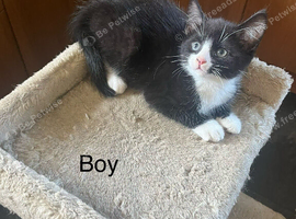 Kittens