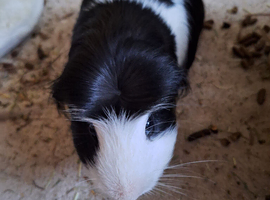 2 males ginnypigs