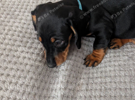 Daschound puppy for sale