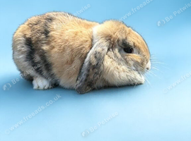 10 month old mini lop little girl
