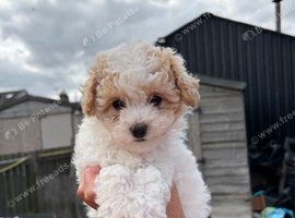 Poochon puppies