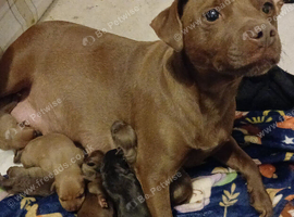 Staff x patterdale