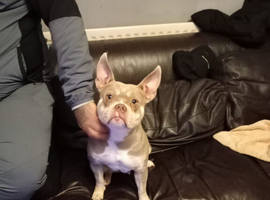 Pocket bully