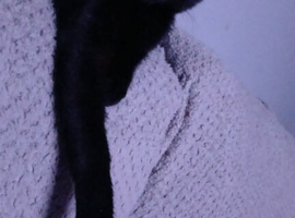 Black kitten