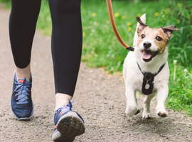 Dog walking in the Wimbledon/ Clapham area