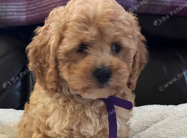 Cavachon x toy poodle puppies