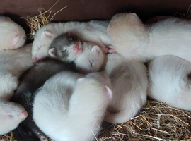 Ferret kits