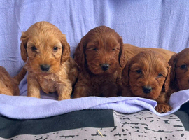 Gorgeous F1 cockapoo puppies