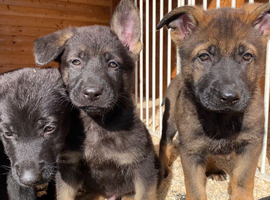 Pups available