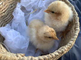 Buff Orpington 4 - 8 week old chicks