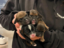 PUG X puppies for sale