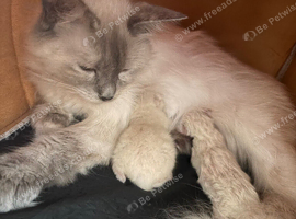 Blue point Ragdoll kittens