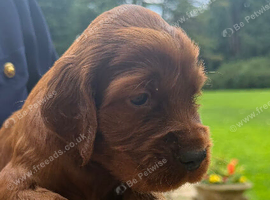 Beautiful Irish Setters
