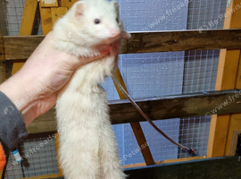 Silver standard jill( Very content) 2.5years old