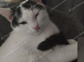 Cat need to go ASAP