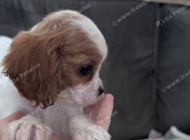 Ready today  cavalier king charles puppies