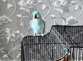 RARE BLUE INDIAN RINGNECK