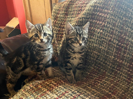 2 tabby kittens looking for their forever homes