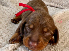 Stunning Purebred Miniature Dachshund Puppies - Chocolate & Tan Parents