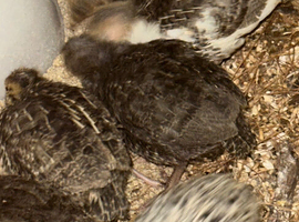 Young Quail off heat