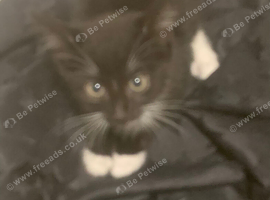 Kitten for sale
