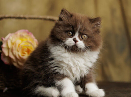 British Longhair kittens