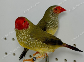 Beautiful pair red face star finches for sale