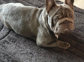 Blue rope nose French bulldog