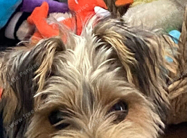 Minature Yorkshire terrier