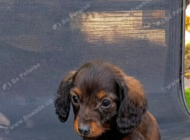 Dachshund puppies