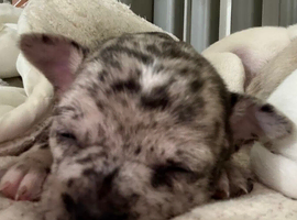 Chihuahua rare Merle