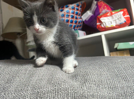 Grey kitten