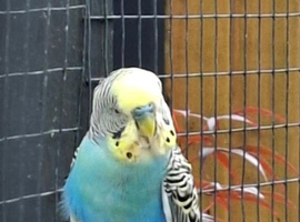 Adult breeding cock bird