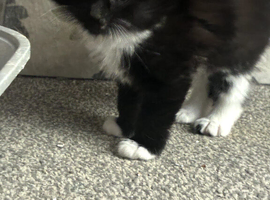 Long haired kitten