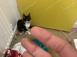 Male kitten