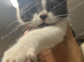 Beautiful grey and white kitten