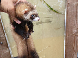 Polecat ferret for sale