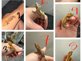 12 x crested gecko babies