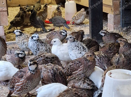 Mexican and Northern bobwhite pairs