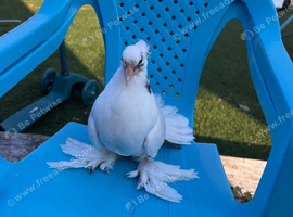 PIGEON