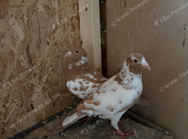 Racing 2 pigeons for sale