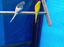 Pair of budgies