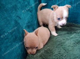 Boy and girl Chorkie. Chihuhuas