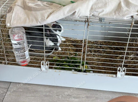 Pets at Home 120 cage + hide & water bottle - good condition