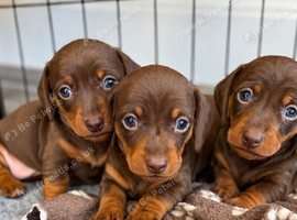 Kc registered miniature dachshund